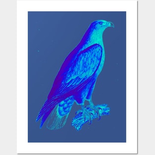 bird of prey,accipitridae,vulture,golden eagle,aquila,vertebrate,bald eagle,haliaeetus,icthyophaga,buteoninae,species,genus,raptor Posters and Art